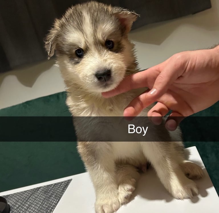 Husky pups