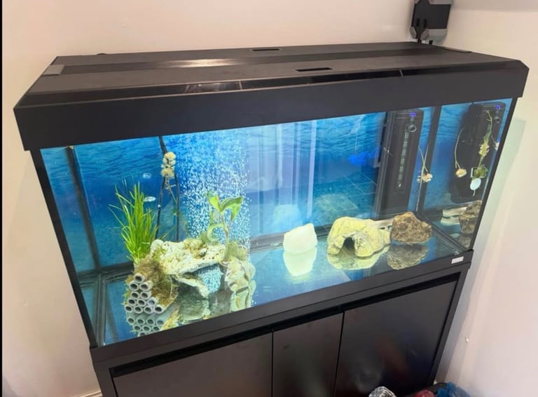 image for FULL SET UP INC 3 AXOLOTL ALL NEW IN APRIL