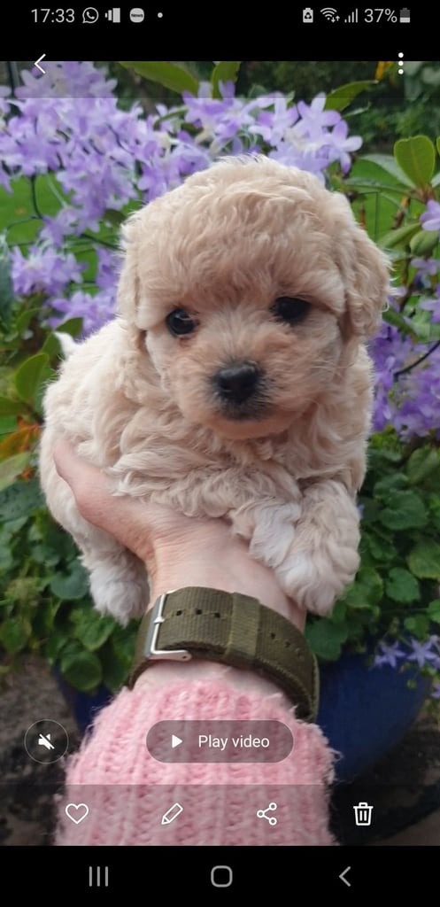 Maltipoo puppies 