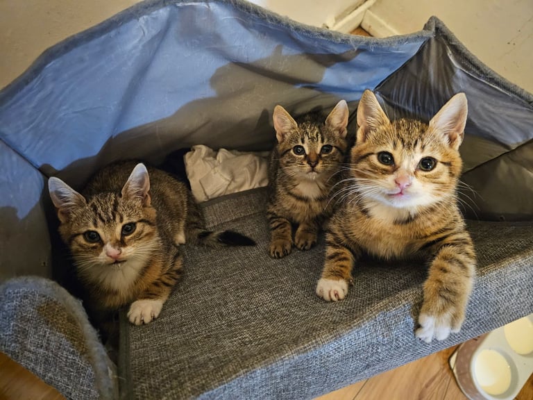 Kitten