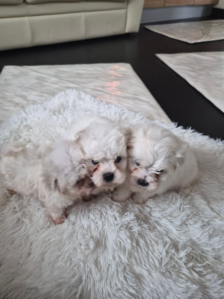  Bichon frise Crossed martens 