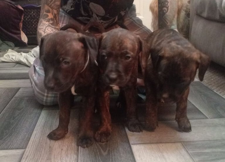 image for staffy mix puppies 