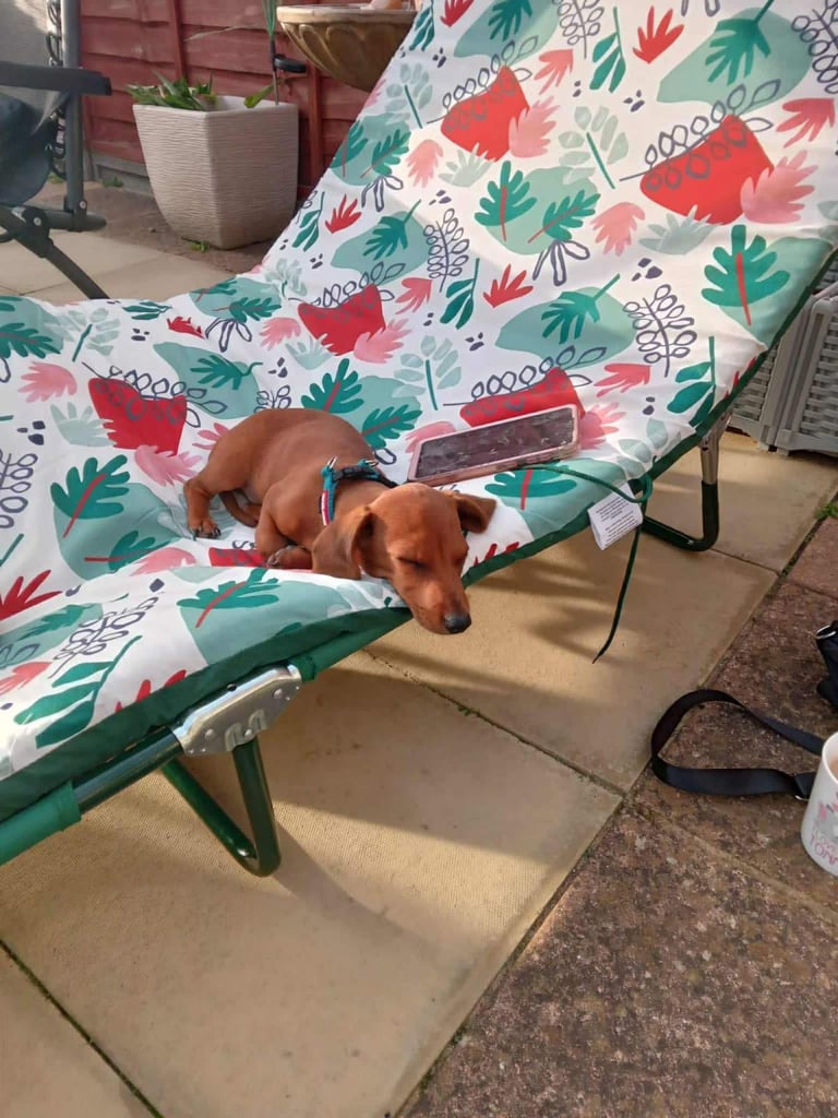 Miniature dachshund puppy