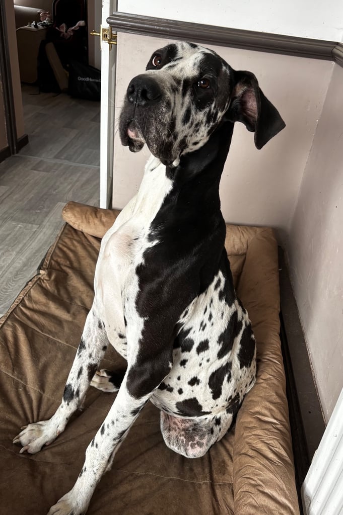 3 year old Great Dane