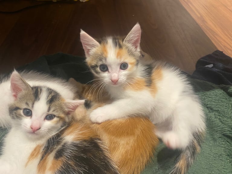 adorable kittens for sale 