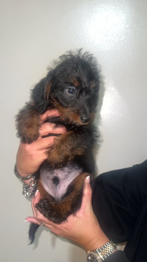 LAST TWO DAPPLE DACHSHUND BOY PUPPIES 