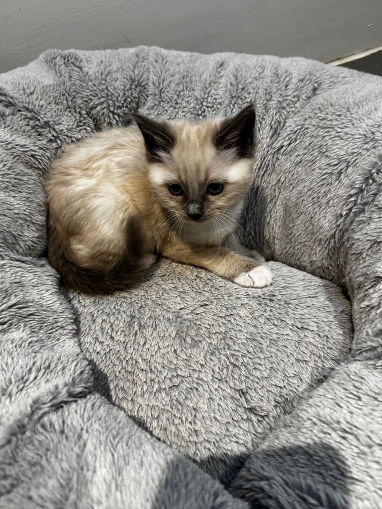 Ragdoll Kittens for sale 