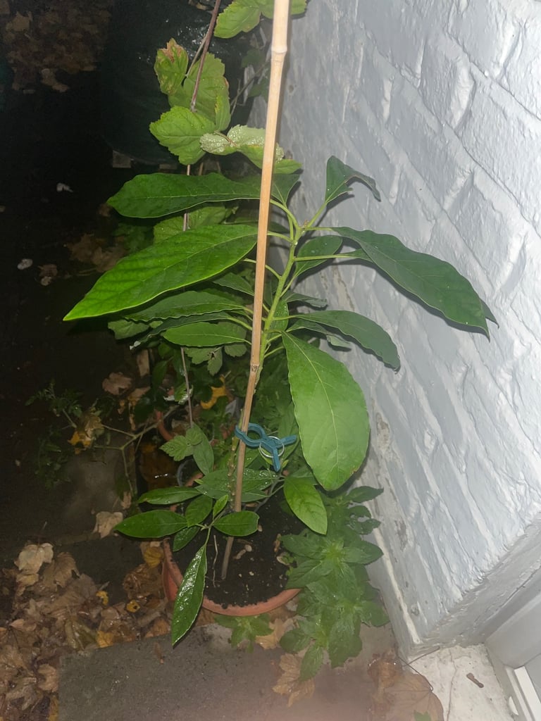 African organic avocado plant 