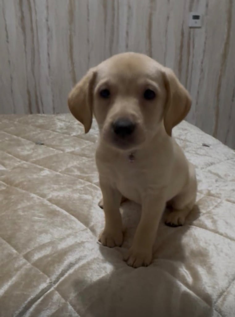 Labrador retriever. Only 2 girls left