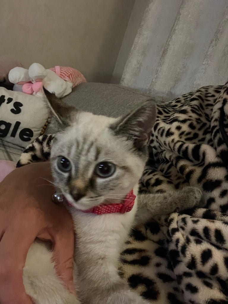 image for Lovely kitten