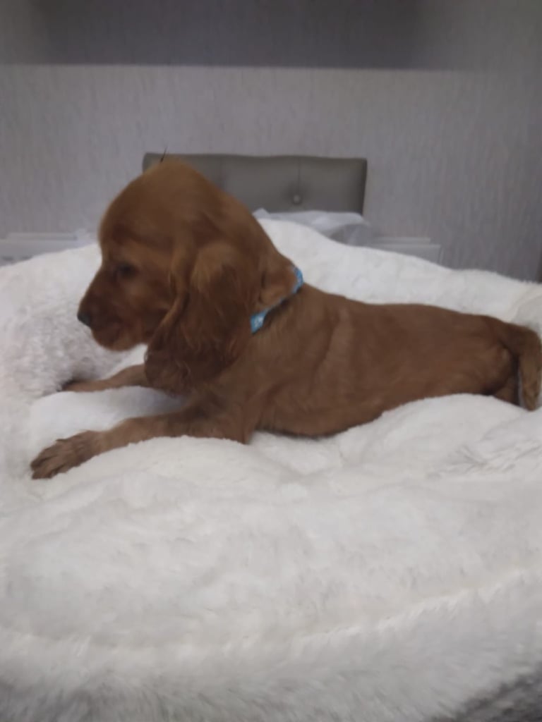 Cocker spaniel