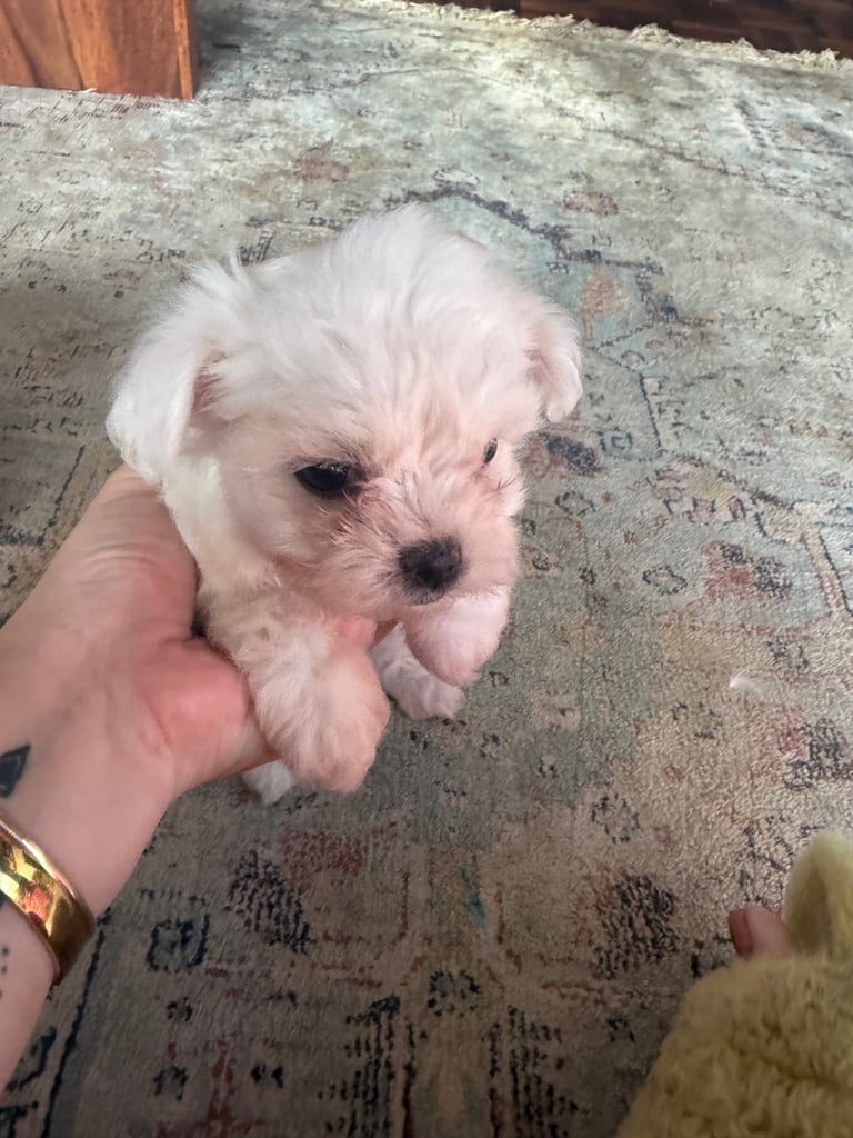 Cotton De Tulear puppies x3 looking for their forever homes