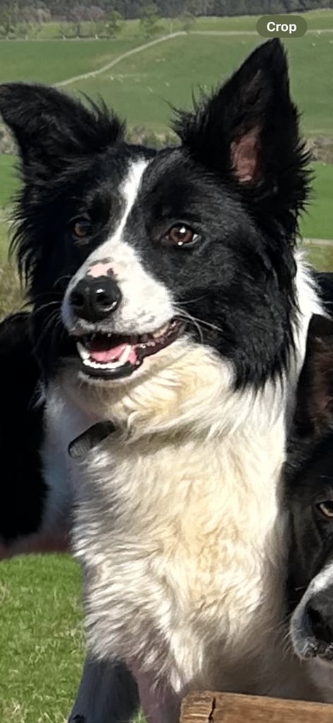 Border Collie pups 