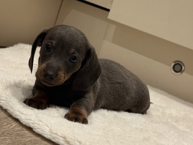 Miniature dachshund puppies