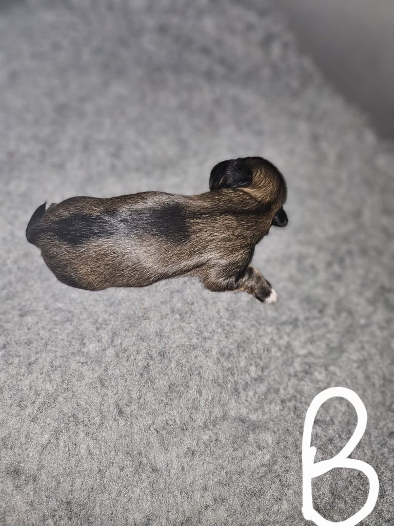 Lhasa apso pups 
