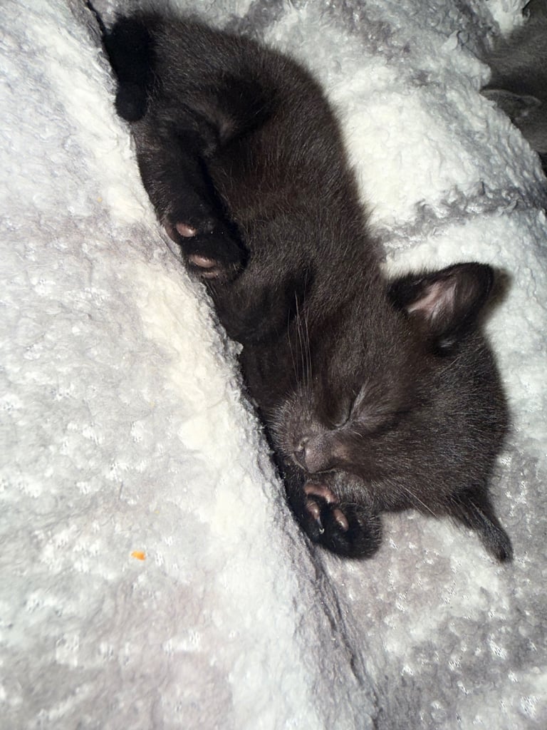 Male kittens! Ready 14th Nov 