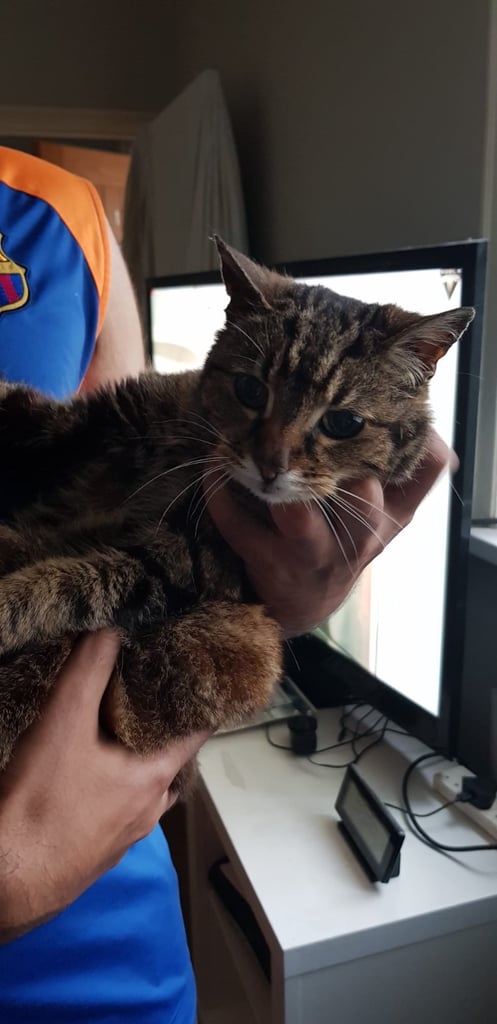 image for Rehoming Bella