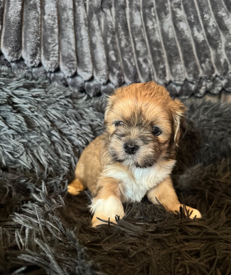 image for Lhasa Apso Girl Puppies