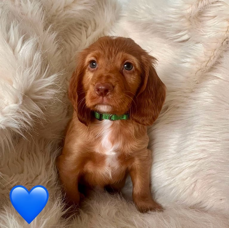 7 beautiful Cocker spaniel puppies for sale ❤️