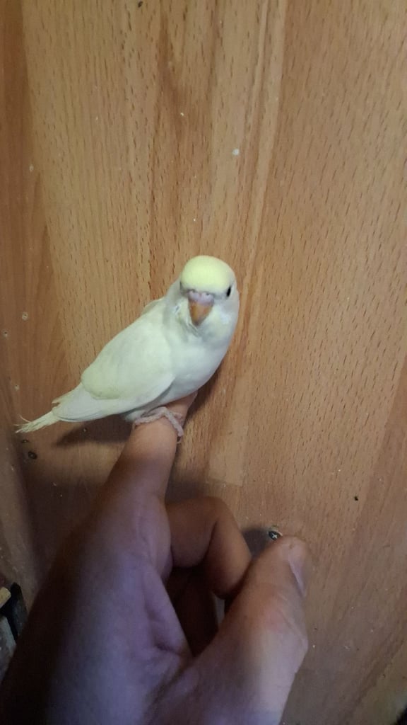 image for Budgies for sale 