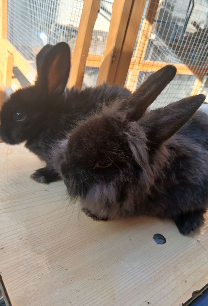 image for Baby rabbit 