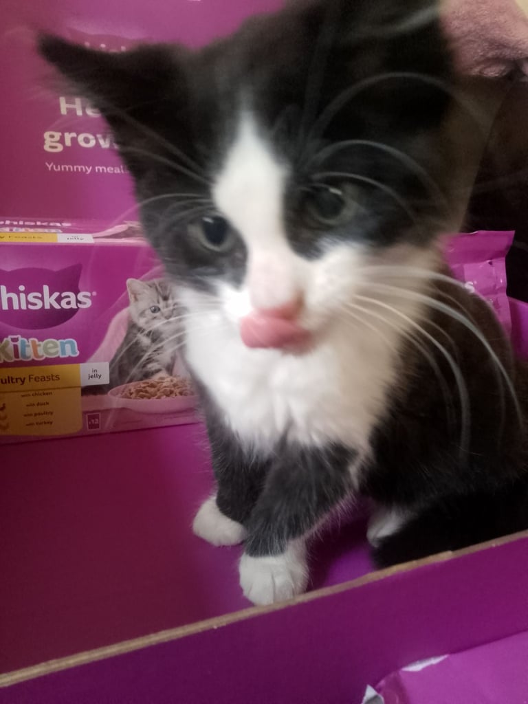  Re-Sale  Male kitten £40. 