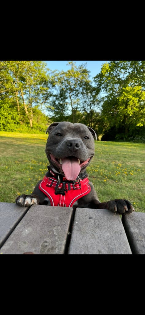 Beautiful Staffy Puppies for sale 