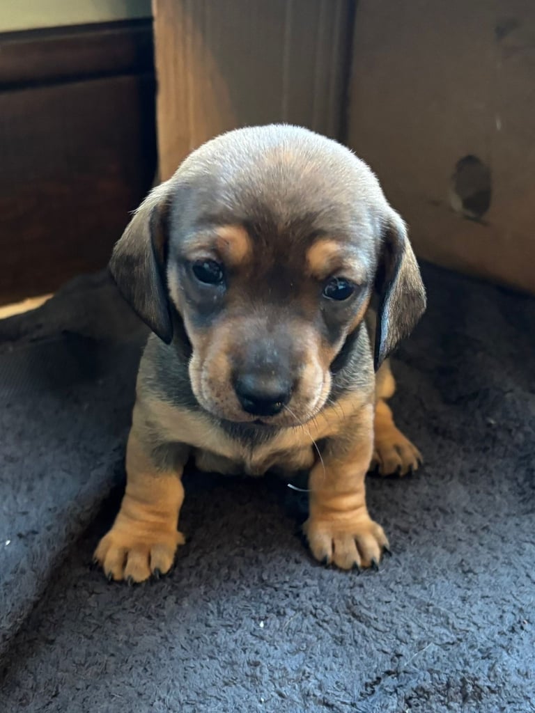 Adorable dachshund puppies 