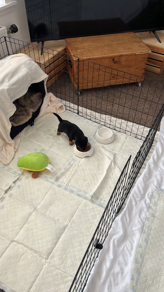 Chihuahua JRT cross 