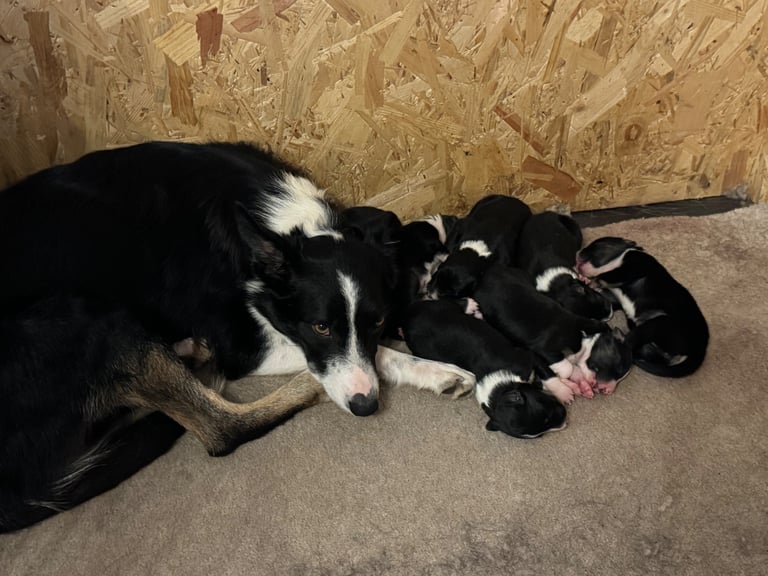 Gorgeous female Border Collie NOW REDUCED !!!!!!!!!!!!!!!!!