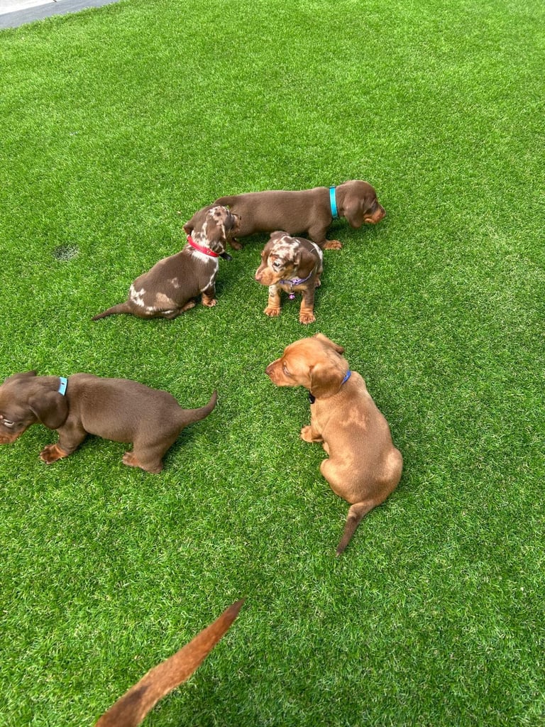 Miniature Dash hounds puppies for sale