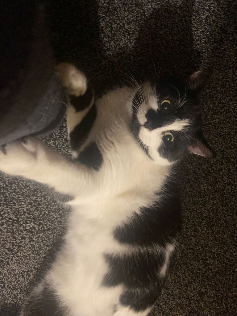 Brothers looking for a forever home 