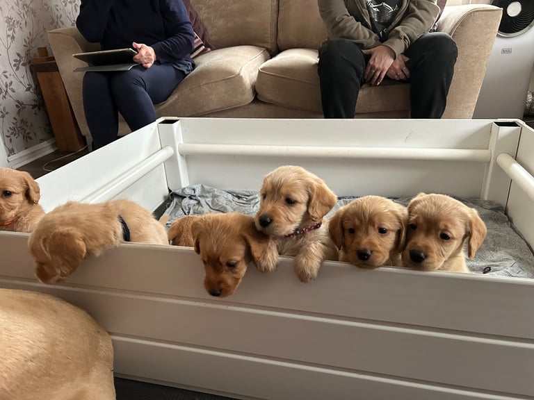 Labradoodle Puppies