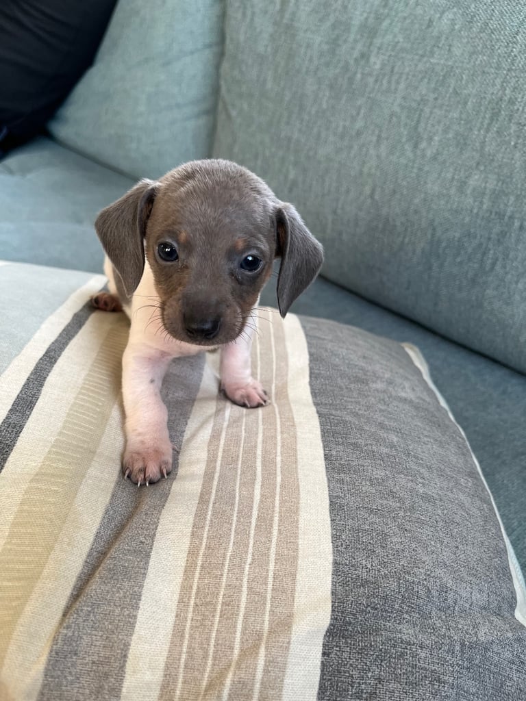 Miniature dachshund ONLY 3 left 