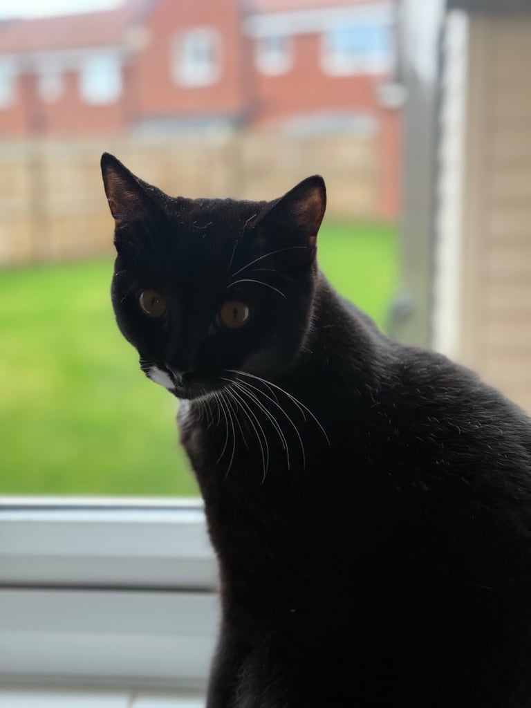 Kitten (Smudge) 6 Months old British short hair cross 