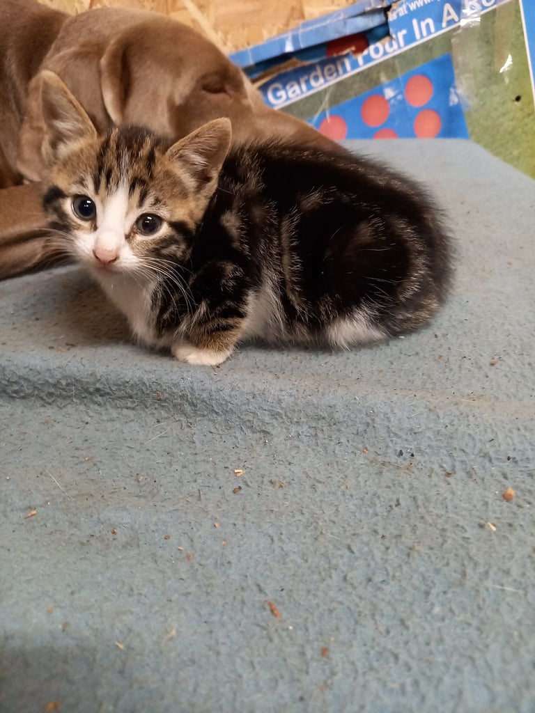 Kitten's for sale 