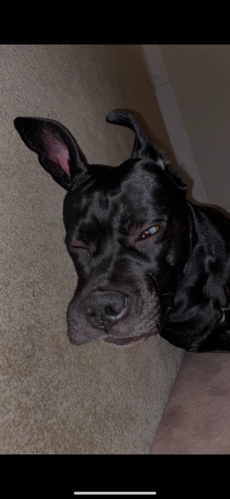 Beautiful 12-Week-Old Cane Corso Puppies Ready for Their New Homes