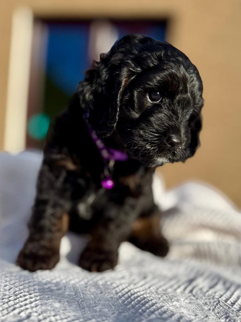 image for 7 weeks old Cockapoo Girl - on a lookout to share love with her forever family