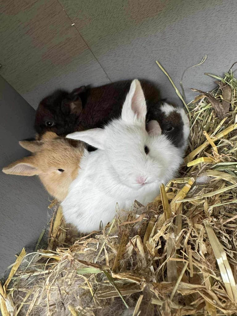Lionhead/Lop baby rabbits