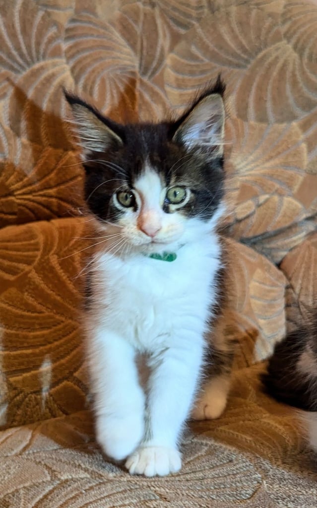🐾 Giant GCCF Maine Coon Kitties 🐾