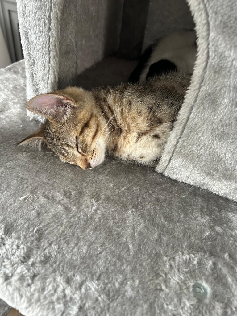 2 kittens for sale 