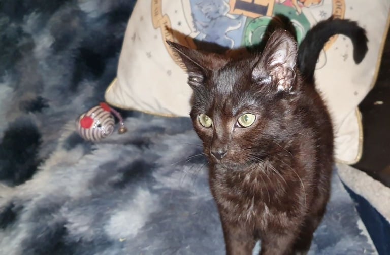 Dark Brown Tabby/Bombay Male Kittens for sale 