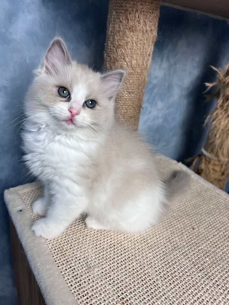 Super Rare green-eyed light mink ragdoll girl Ready now