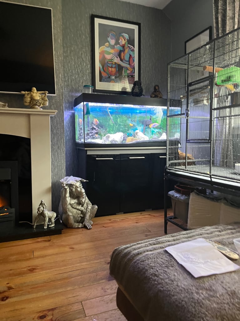 Big fish tank and fish 