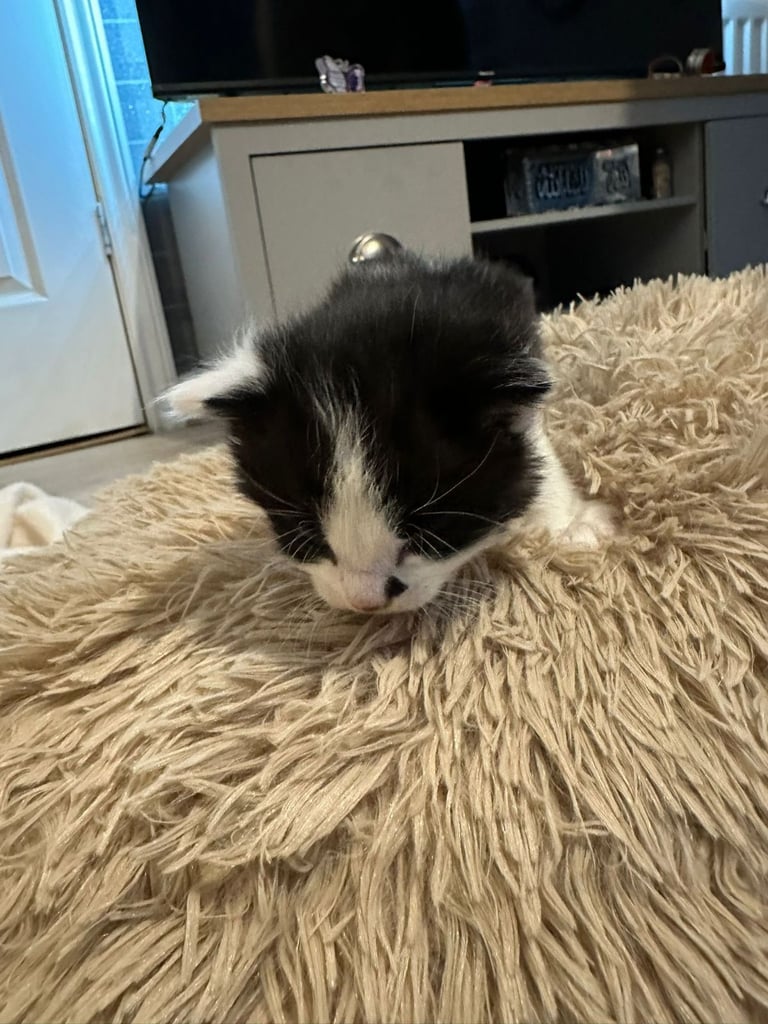 Kittens  mother part rag doll ready november 24th 