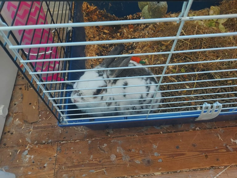 Rabbit and cage and food ect.