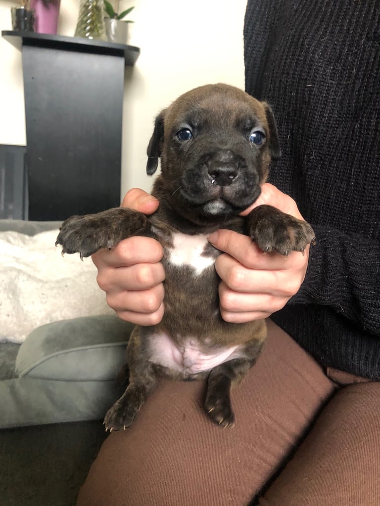 Staffordshire Bull Terrier x puppies for sale