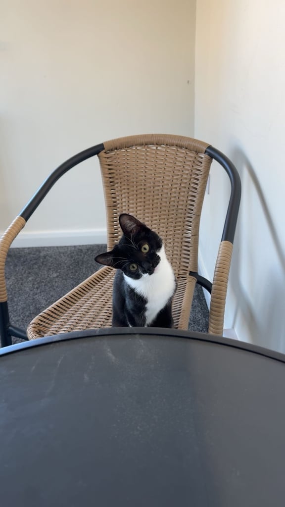 Gorgeous female looking for new home