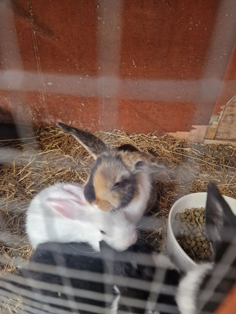 baby rabbits for sale x 5