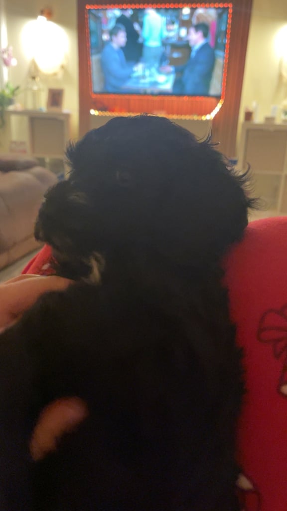 9 week old sproodle 